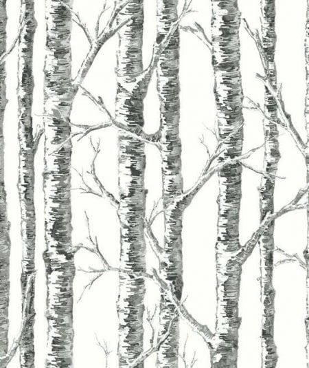 Birch – Papier Peint