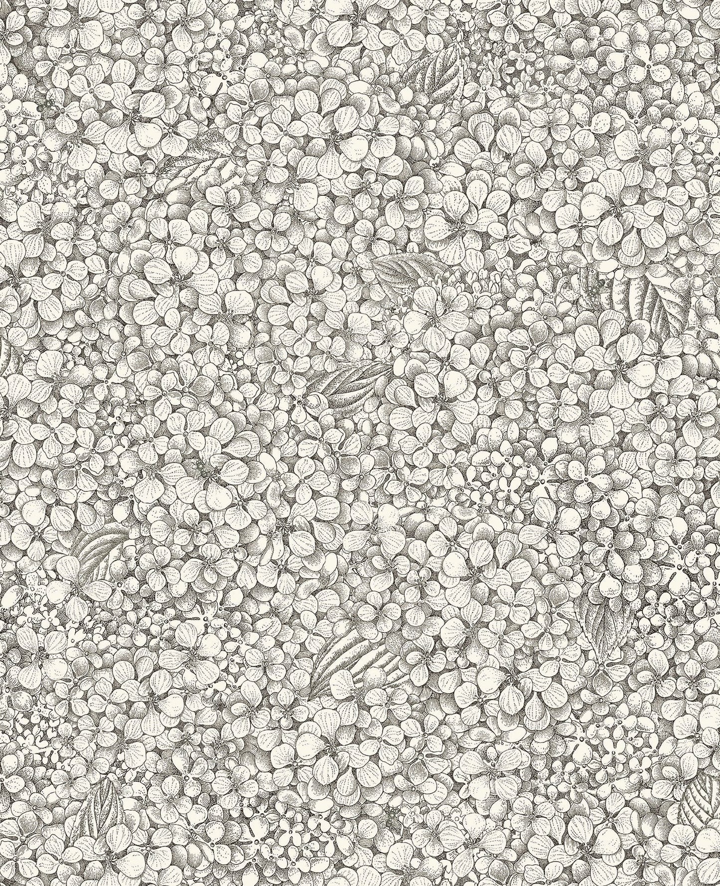 Ortensia