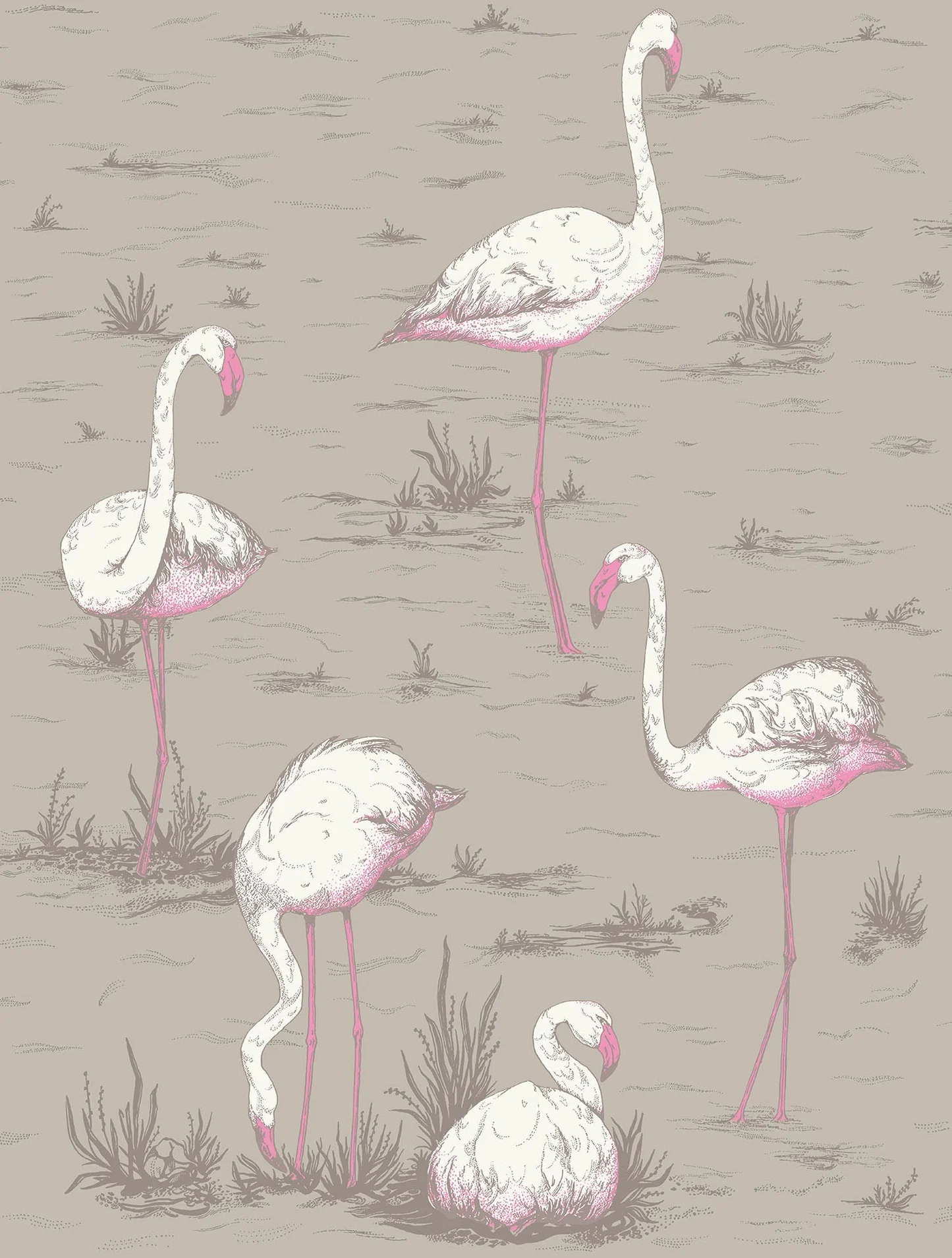 Flamingos