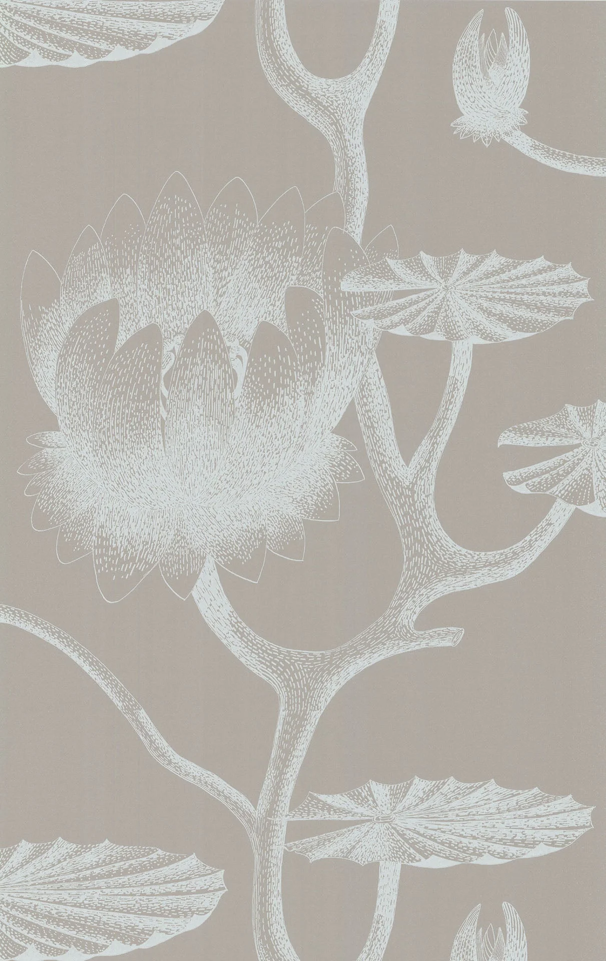 Lily