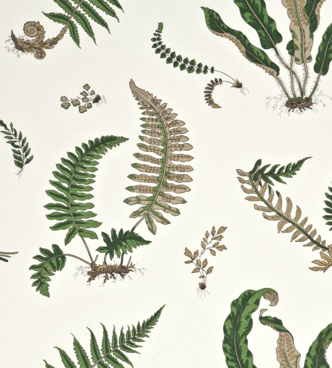 Ferns - Papier Peint