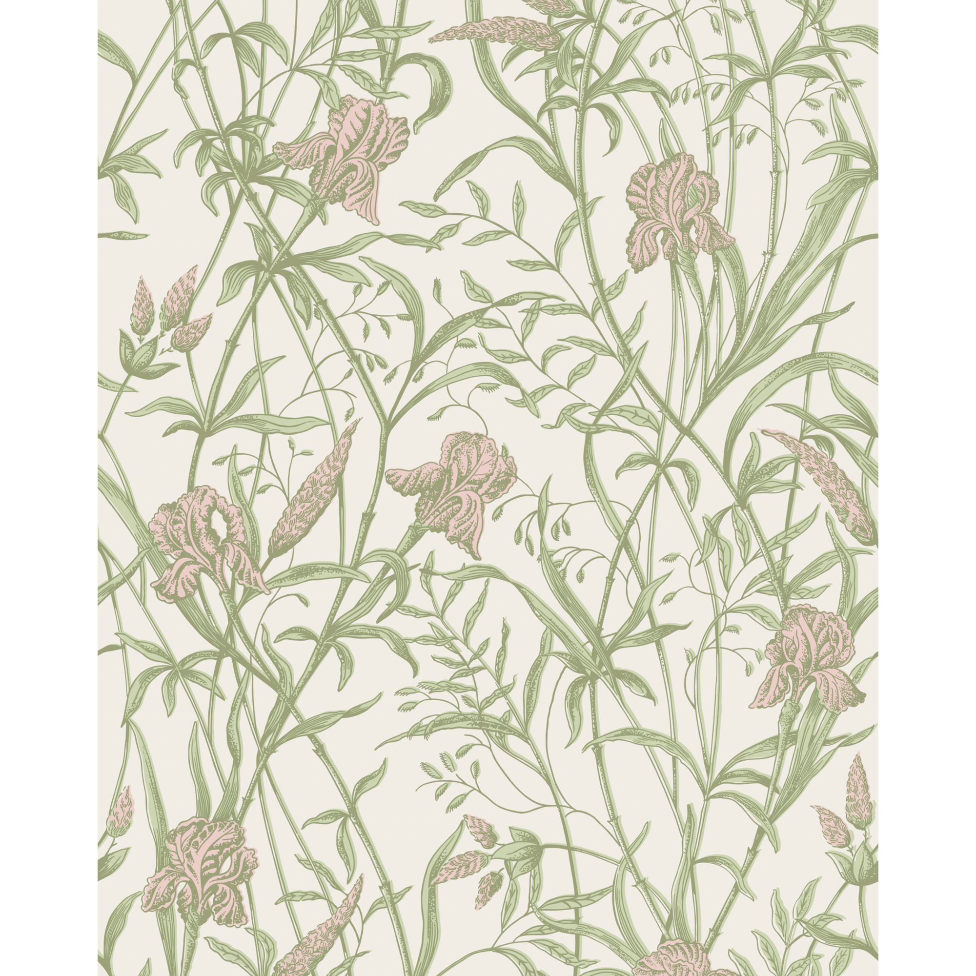 Iris - Soft Coral On Chalk