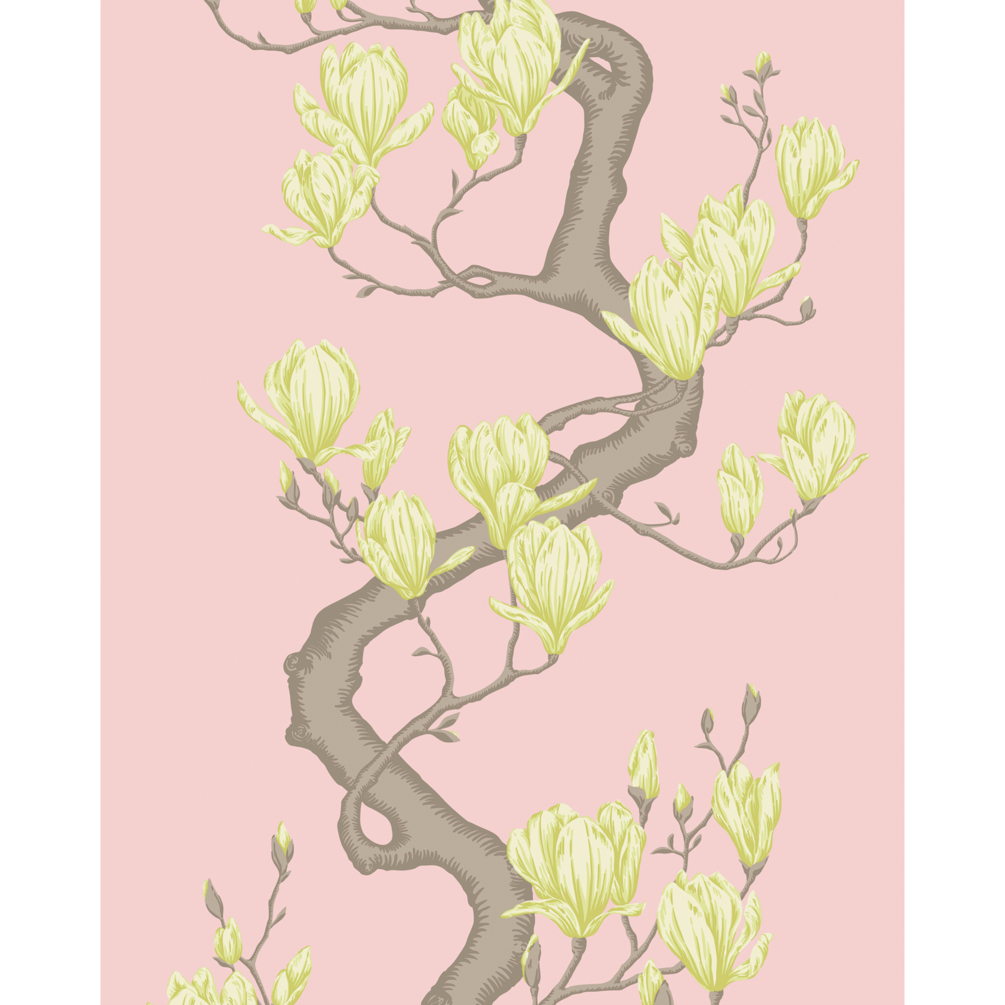 Magnolia Tree - Rose Pink