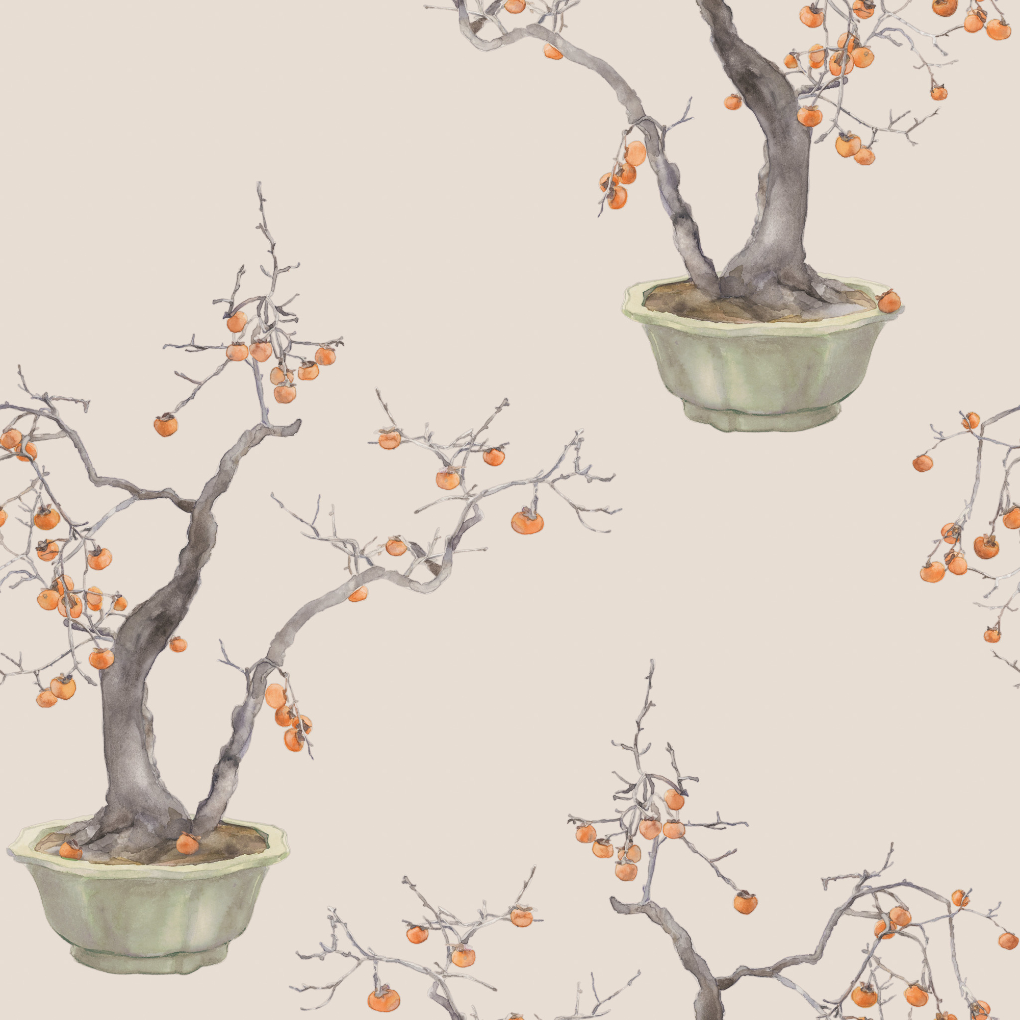 Kaki Persimmon - Violet